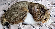 Vicky participe au concours pour gagner de l'argent avec cette photo : animal, bedspread, cat, closeup, cozy, cute, domestic, ears, eyes, feline, fur, indoor, paws, pet, relaxed, resting, sleeping, striped, tabby, whiskers