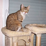 Vicky a rejoint le concours — aidez-le/la à gagner de superbes lots ! alert, animal, beige, cat, cat_tree, curious, ears, feline, fur, green_eyes, indoor, perched, pet, plush, shutter, sitting, tabby, toy, whiskers, window