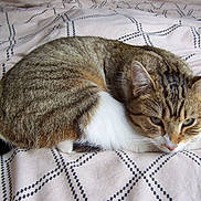 Vicky participe au concours pour gagner de l'argent avec cette photo : animal, bed, bedsheet, cat, closeup, curled_up, ears, eyes, feline, fur, indoor, lying_down, nose, patterned_fabric, pet, sleepy, striped_fur, tabby_cat, whiskers, white_fur