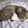 animal, bed, bedsheet, cat, closeup, curled_up, ears, eyes, feline, fur, indoor, lying_down, nose, patterned_fabric, pet, sleepy, striped_fur, tabby_cat, whiskers, white_fur