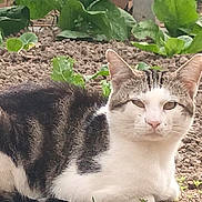 Vagabond participe au concours pour gagner de l'argent avec cette photo : animal, cat, ears, feline, garden, gray_fur, greenery, kitten, leaves, lying_down, outdoor, pet, plants, portrait, sitting, soil, striped_fur, tabby, whiskers, white_fur