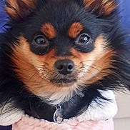 Luna is registered to the contest to win money with this photo: animal, black_and_tan, close_up, cozy, cute, dog, domestic_animal, ears, eyes, fluffy_fur, looking_at_camera, mammal, nose, pet, pink_jacket, portrait, small_dog, whiskers, white_fleece, winter_clothing