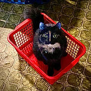 Maybelle is registered to the contest to win money with this photo: animal, basket, black_cat, cat, close_up, curious, cute, domestic_animal, feline, floor, green_eyes, indoor, looking_up, pet, red_basket, sitting, stone_floor, tail, texture, whiskers