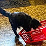 Maybelle is registered to the contest to win money with this photo: animal, black_cat, cat, curious, cute, domestic_cat, exploration, feline, floor, home, indoor, investigation, mystery, patterned_floor, pet, plastic_basket, playful, red_basket, shadow, tail