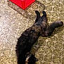 Maybelle joined the competition — help win amazing prizes! animal, black_cat, cat, collar, cute, domestic_cat, feline, floor, fur, home, indoor, long_tail, patterned_floor, pet, playful, red_basket, relaxed, resting, stretching, vintage_floor