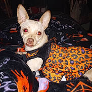 Baby Girl joined the competition — help win amazing prizes! dog, small_dog, animal, pet, clothing, dress, leopard_print, blanket, red_eye, indoor, furniture, fabric, pattern, black, orange, purple, cute, lying_down, ears, nose