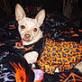 dog, small_dog, animal, pet, clothing, dress, leopard_print, blanket, red_eye, indoor, furniture, fabric, pattern, black, orange, purple, cute, lying_down, ears, nose