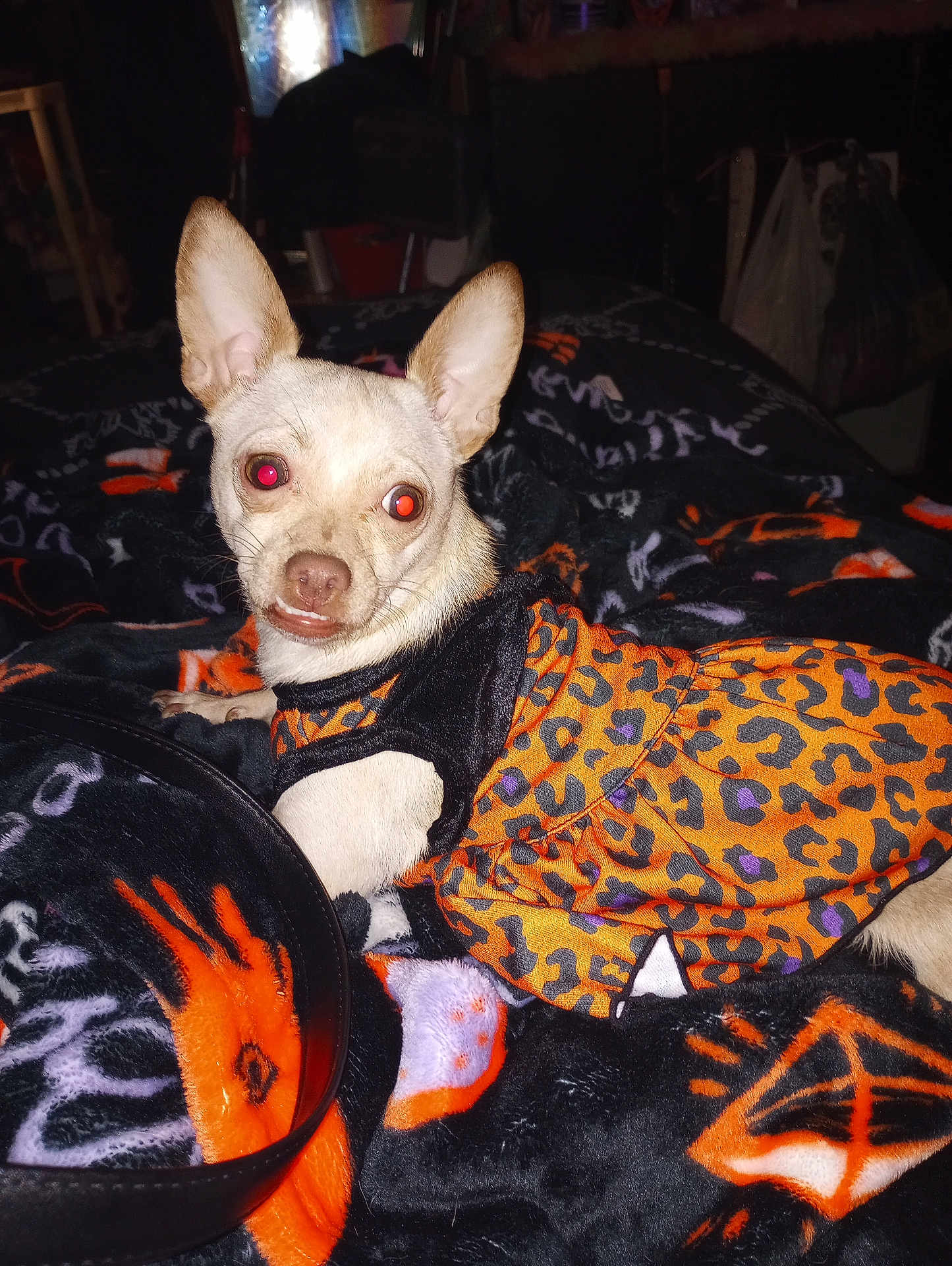 Baby Girl joined the competition — help win amazing prizes! dog, small_dog, animal, pet, clothing, dress, leopard_print, blanket, red_eye, indoor, furniture, fabric, pattern, black, orange, purple, cute, lying_down, ears, nose