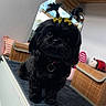 dog, black_dog, bow, yellow_bow, pet, indoor, mirror, cabinet, mat, toy, ladybug_toy, furniture, cute, animal, face, fur, collar, decor, household_item, playful
