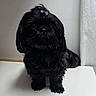 dog, black_dog, small_dog, bow, pet, fluffy, fur, indoor, curious, standing, animal, cute, portrait, companion, domestic_animal, face, paw, tail, hair_accessory, white_surface