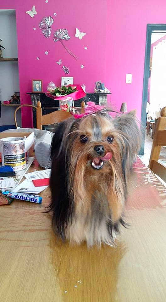 Cheyenne participe au concours pour gagner de l'argent avec cette photo : canidae, carnivore, chair, companion_dog, dog, dog_breed, floor, flooring, fur, hardwood, liver, small_terrier, snout, sporting_group, table, tableware, terrier, toy_dog, wood, working_animal