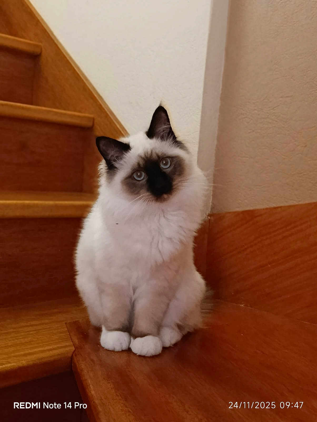 Aribo participe au concours pour gagner de l'argent avec cette photo : cat, fluffy, staircase, wooden, indoor, pet, curious, white_fur, dark_markings, animal, cute, sitting, head_tilt, cozy, domestic, feline, portrait, eyes, soft, home
