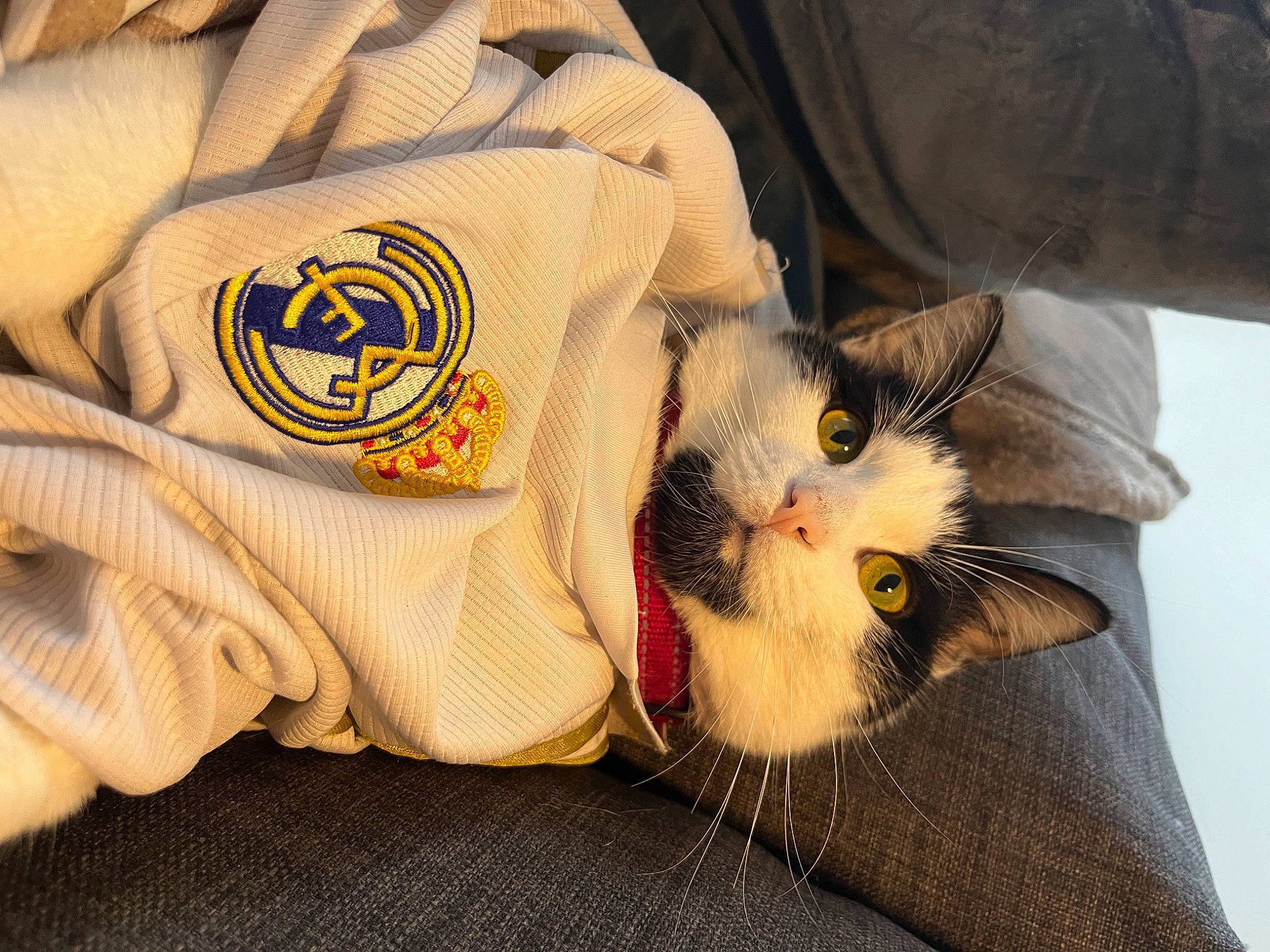 Oreo participe au concours pour gagner de l'argent avec cette photo : bag, carnivore, cat, claw, comfort, domestic_short_haired_cat, felidae, foot, fur, linens, luggage_and_bags, pattern, paw, small_to_medium_sized_cats, snout, whiskers