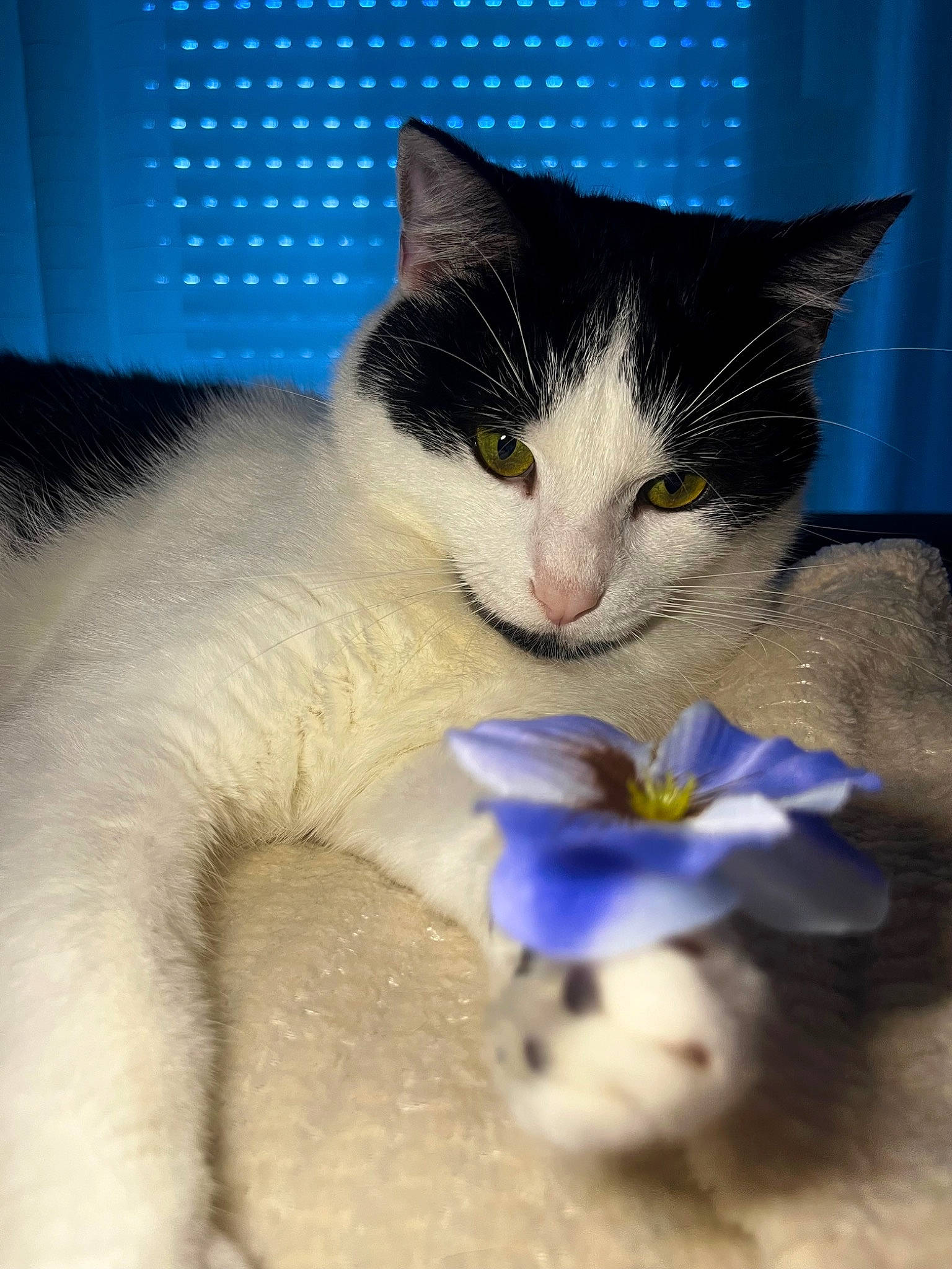 Oreo participe au concours pour gagner de l'argent avec cette photo : carnivore, cat, claw, comfort, cut_flowers, domestic_short_haired_cat, electric_blue, felidae, foot, fur, iris, paw, petal, plant, small_to_medium_sized_cats, snout, tail, toy, whiskers