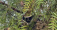 Toby is registered to the contest to win money with this photo: cat, tree, leaves, greenery, harness, nature, outdoor, animal, branch, camouflage, wildlife, curious, pet, feline, bark, foliage, climbing, adventure, closeup, daylight