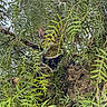 cat, tree, leaves, greenery, harness, nature, outdoor, animal, branch, camouflage, wildlife, curious, pet, feline, bark, foliage, climbing, adventure, closeup, daylight