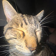 Toby joined the competition — help win amazing prizes! cat, tabby, close_up, whiskers, ears, sleepy, feline, pet, animal, face, fur, striped, domestic_cat, mammal, nostrils, closed_eyes, portrait, cute, indoor, dark_background