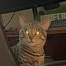 Toby is registered to the contest to win money with this photo: cat, tabby_cat, indoor, pet, animal, glowing_eyes, furniture, keyboard, desk, toy_car, minecraft, striped, ears, face, yellow_eyes, sitting, home, computer_accessory, technology, feline