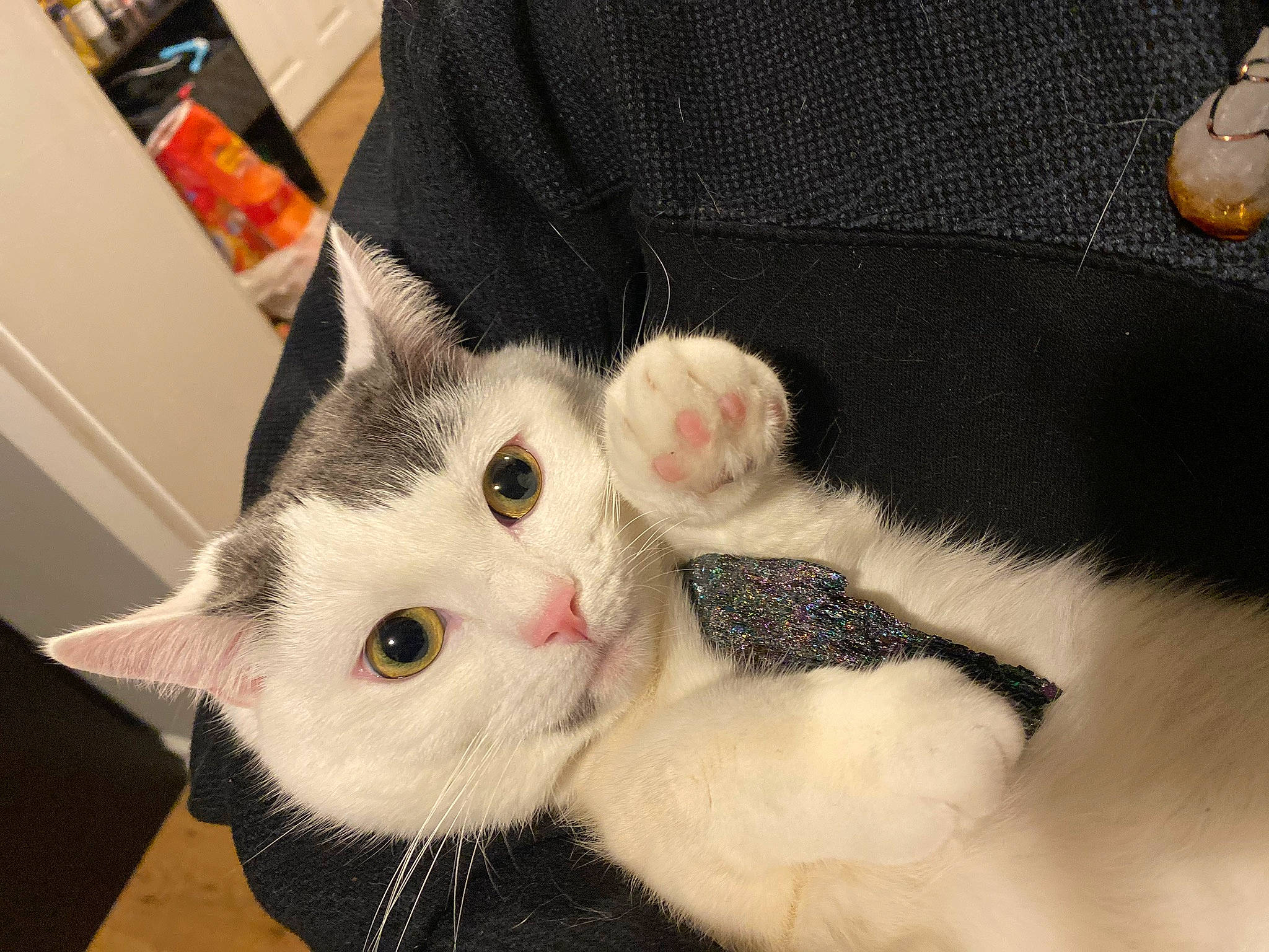 Chichi joined the competition — help win amazing prizes! carnivore, cat, claw, comfort, domestic_short_haired_cat, fawn, felidae, fur, paw, small_to_medium_sized_cats, tail, whiskers