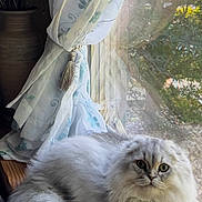 Theo joined the competition — help win amazing prizes! cat, fluffy_cat, windowsill, curtain, flower_vase, indoor, natural_light, plant, wood, pet, feline, window, relaxing, cozy, domestic_animal, animal, fur, green_eyes, sitting, soft_light