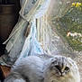 cat, fluffy_cat, windowsill, curtain, flower_vase, indoor, natural_light, plant, wood, pet, feline, window, relaxing, cozy, domestic_animal, animal, fur, green_eyes, sitting, soft_light