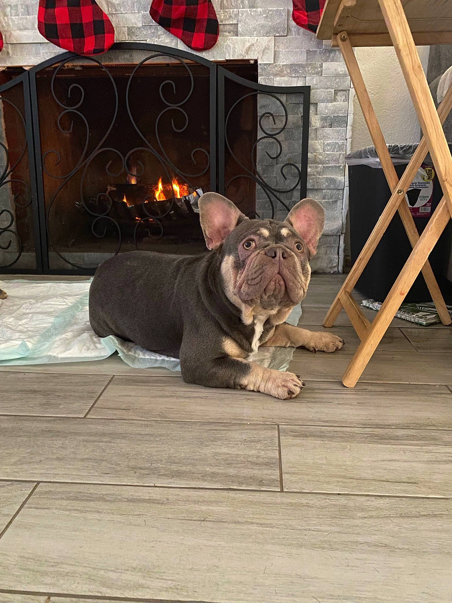 Pappi joined the competition — help win amazing prizes! brown, carnivore, companion_dog, dog, dog_breed, door, fawn, felidae, fire_screen, flooring, gas, hardwood, hearth, heat, small_to_medium_sized_cats, stove, terrestrial_animal, whiskers, wood, wood_burning_stove