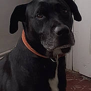 Oscar a rejoint le concours — aidez-le/la à gagner de superbes lots ! animal, black_dog, brown_collar, calm, canine, collar, companion, dog, domestic, door, ears, face, floor, fur, indoor, pet, portrait, quiet, sitting, white_patch