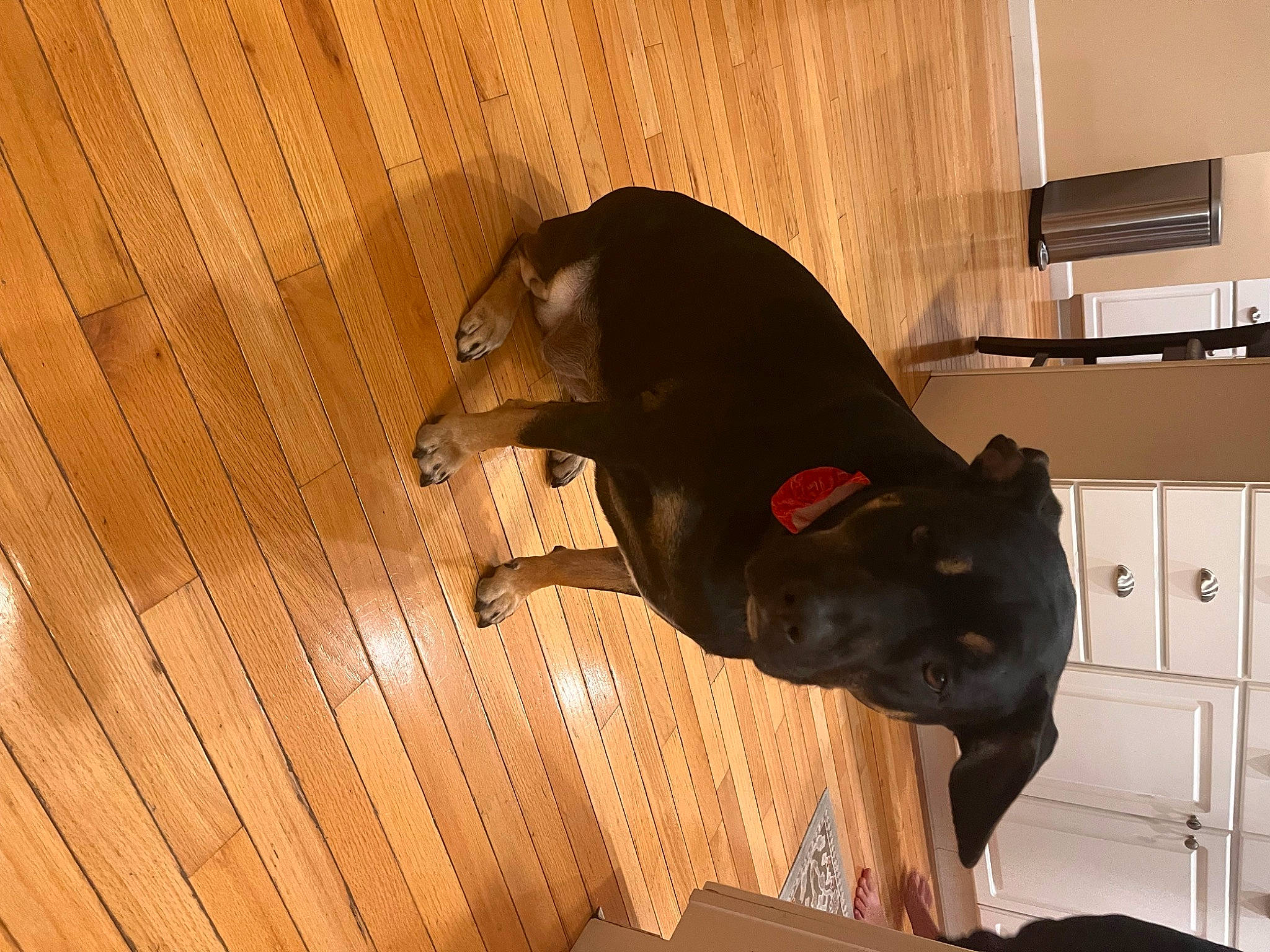 Sheba joined the competition — help win amazing prizes! cabinetry, canidae, carnivore, chest_of_drawers, dog, dog_breed, fawn, flooring, fur, guard_dog, hardwood, sculpture, snout, sporting_group, tail, terrestrial_animal, varnish, wood, wood_stain, working_animal