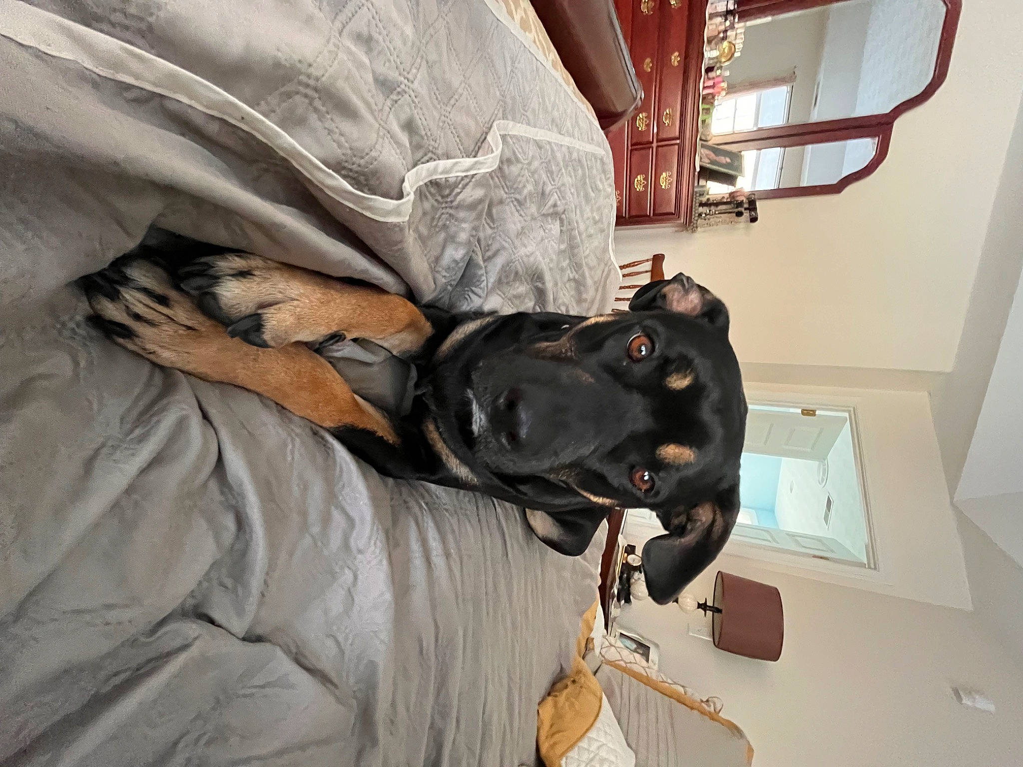 Sheba is registered to the contest to win money with this photo: bed, bedding, canidae, carnivore, comfort, companion_dog, dog, dog_breed, ear, fur, guard_dog, linens, room, snout, sporting_group, working_animal
