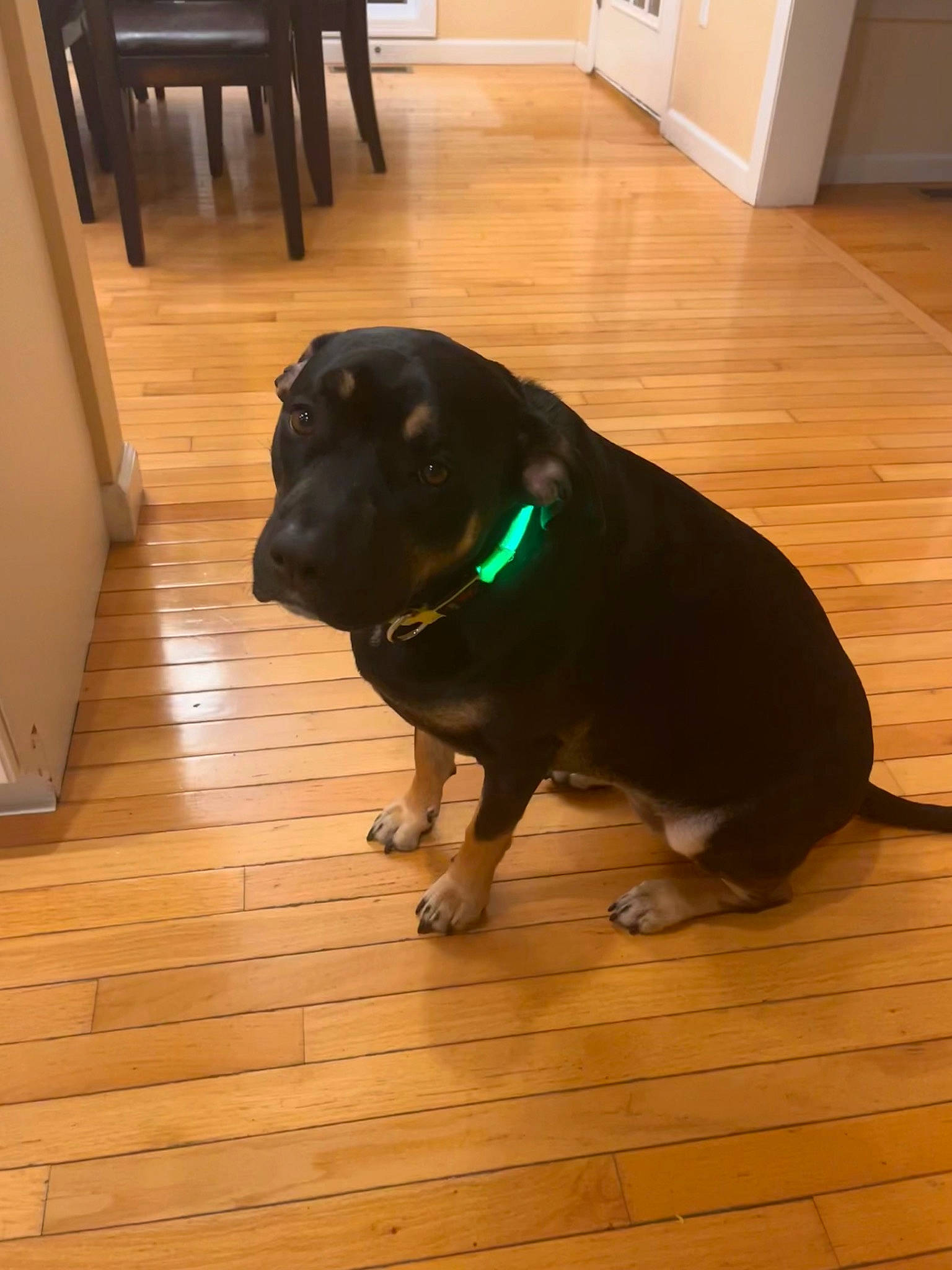 Sheba is registered to the contest to win money with this photo: borador, carnivore, companion_dog, dog, dog_breed, fawn, floor, flooring, fur, hardwood, laminate_flooring, liver, plank, snout, tail, varnish, wood, wood_flooring, wood_stain, working_animal