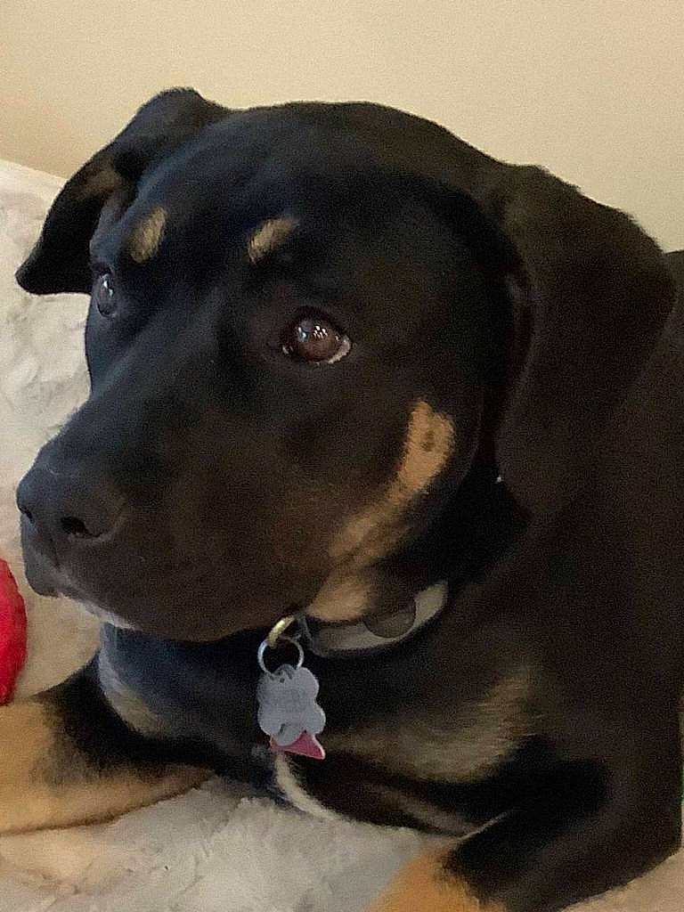 Sheba is registered to the contest to win money with this photo: borador, canidae, carnivore, collar, companion_dog, dog, dog_breed, dog_collar, fur, hunting_dog, pet_supply, sporting_group, terrestrial_animal, whiskers, working_animal, working_dog