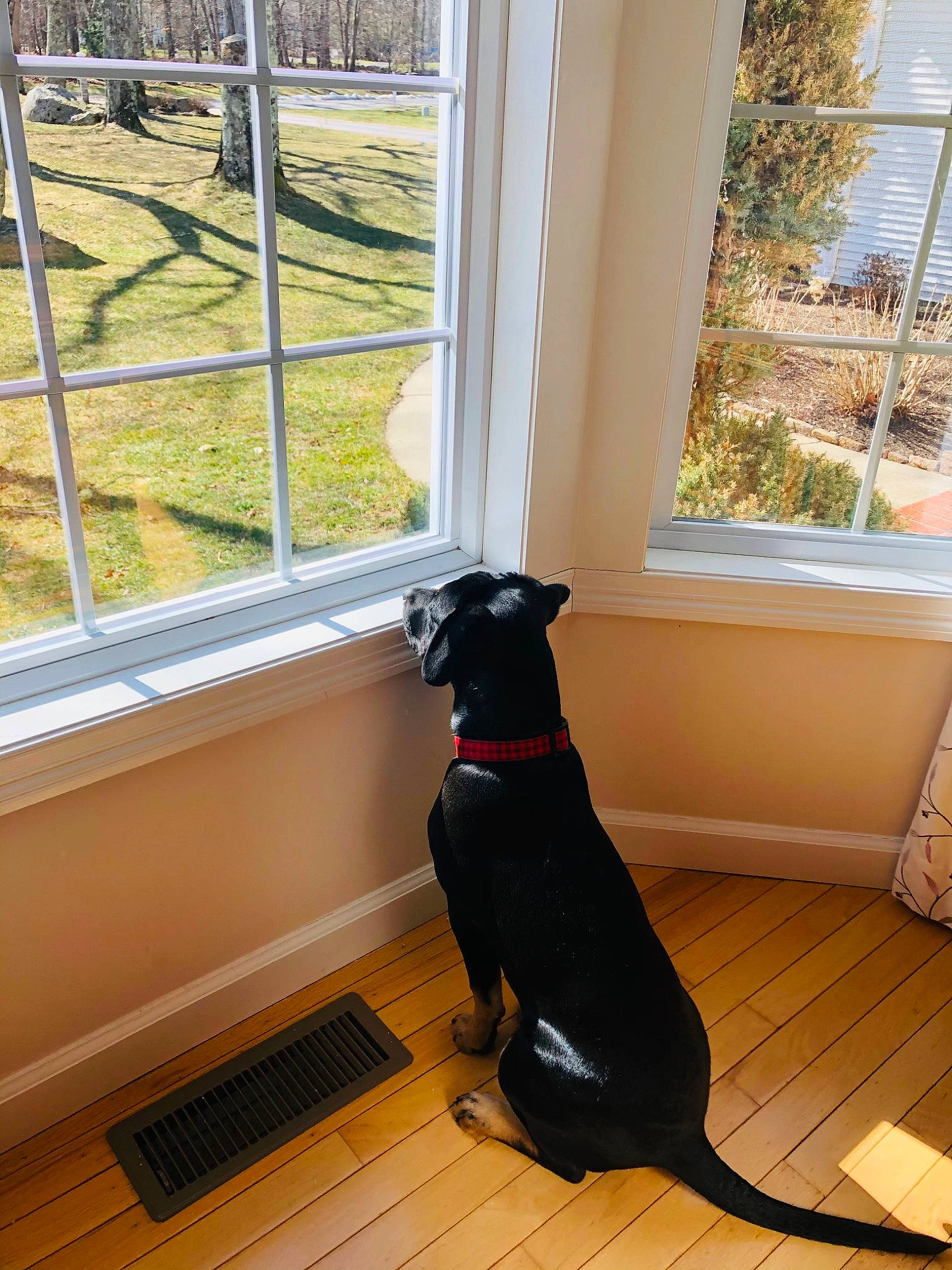 Sheba joined the competition — help win amazing prizes! carnivore, collar, comfort, companion_dog, dog, dog_breed, dog_collar, fawn, fixture, floor, flooring, hardwood, mammal, shade, sporting_group, tail, vertebrate, window, wood, working_animal