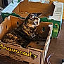 cat, tortoiseshell_cat, cardboard_box, avocado_box, indoor, pet, feline, table, cardboard, animal, resting, cute, domestic_animal, brown, black, fur, relaxed, toy, cozy, box