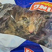 Lily is registered to the contest to win money with this photo: cat, animal, pet, plastic_bag, distorted, face, eye, fur, closeup, curious, snout, pink_nose, texture, reflection, indoor, container, wrinkles, transparent, looking, messy