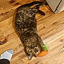 cat, tortoiseshell_cat, toy, carrot_toy, wooden_floor, flooring, indoor, pet, animal, paw, claw, sleeping, resting, domestic_cat, fur, foot, sock, human, relaxing, home