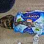 cat, plastic_pack, water_bottle, carpet, indoor, pet, curious, animal, torn_plastic, brown_cat, tabby, floor, transparent, container, bottle_pack, playful, hidden, domestic, household, closeup