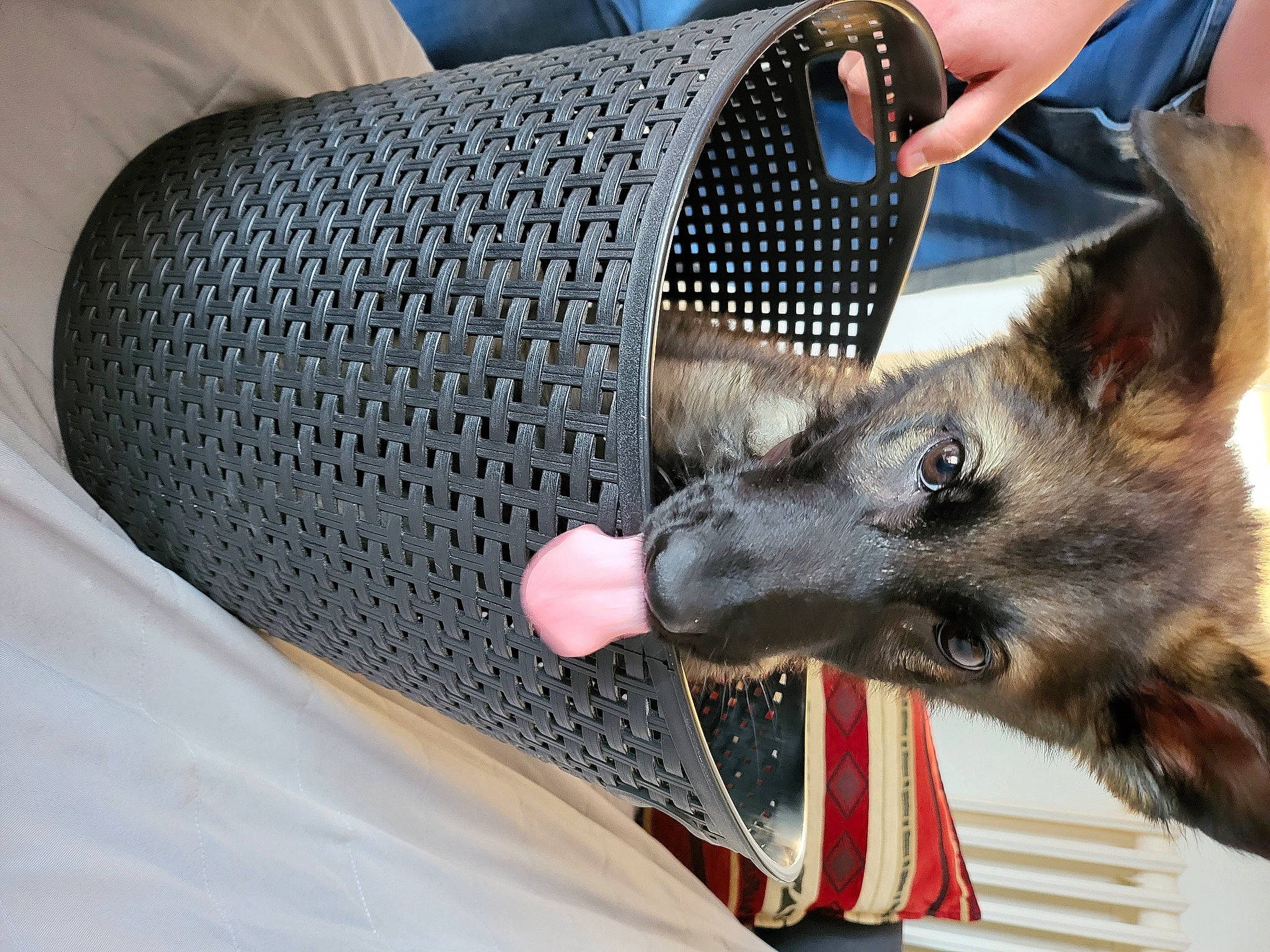 Ubi a rejoint le concours — aidez-le/la à gagner de superbes lots ! automotive_tire, canidae, carnivore, dog_breed, fur, mesh, metal, pattern, snout, terrestrial_animal, thread, wool