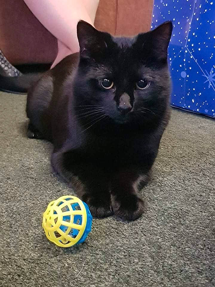 Sooty joined the competition — help win amazing prizes! ball, black_cat, blue, bombay, carnivore, cat, cat_toy, domestic_short_haired_cat, electric_blue, felidae, flooring, fur, grey, light, paw, small_to_medium_sized_cats, snout, tail, toy, whiskers