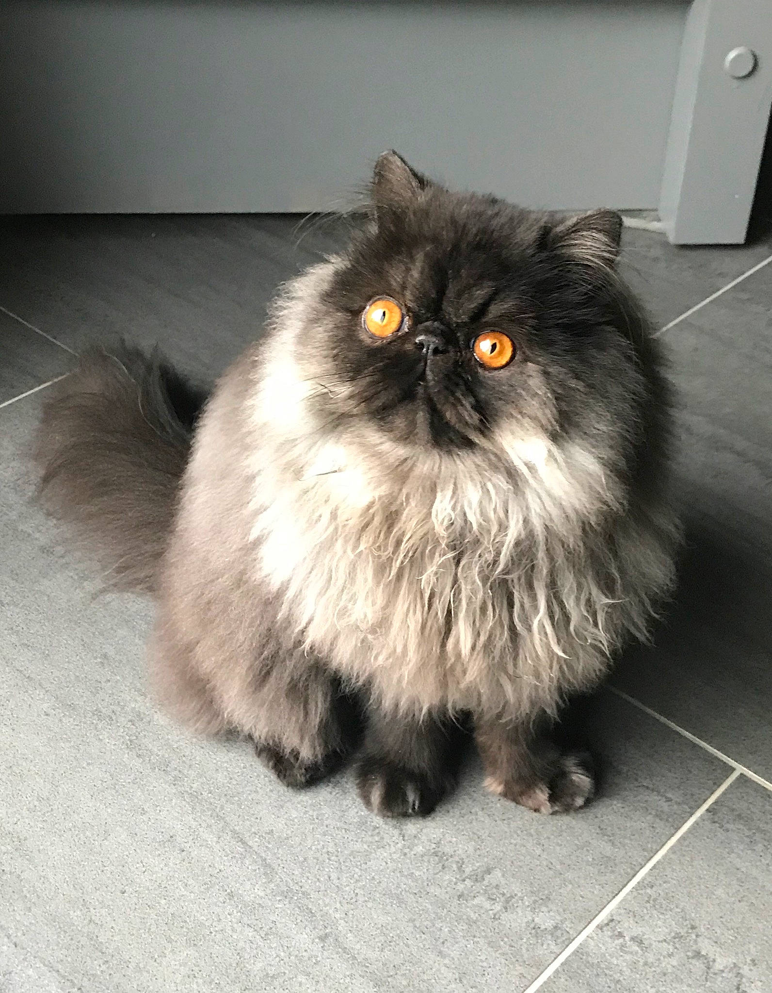 Pacha a rejoint le concours — aidez-le/la à gagner de superbes lots ! asian_semi_longhair, british_longhair, british_semi_longhair, carnivore, cat, domestic_long_haired_cat, eye, felidae, fur, himalayan, iris, kitten, mammal, napoleon_cat, norwegian_forest_cat, persian, small_to_medium_sized_cats, snout, vertebrate, whiskers