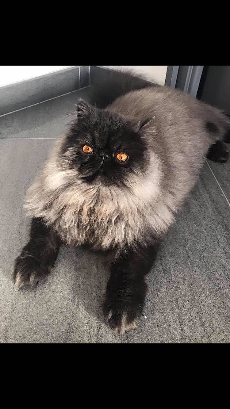 Pacha a rejoint le concours — aidez-le/la à gagner de superbes lots ! asian_semi_longhair, black_cat, british_longhair, british_semi_longhair, carnivore, cat, domestic_long_haired_cat, eye, felidae, fur, himalayan, iris, mammal, mouth, nose, organ, persian, small_to_medium_sized_cats, snout, whiskers