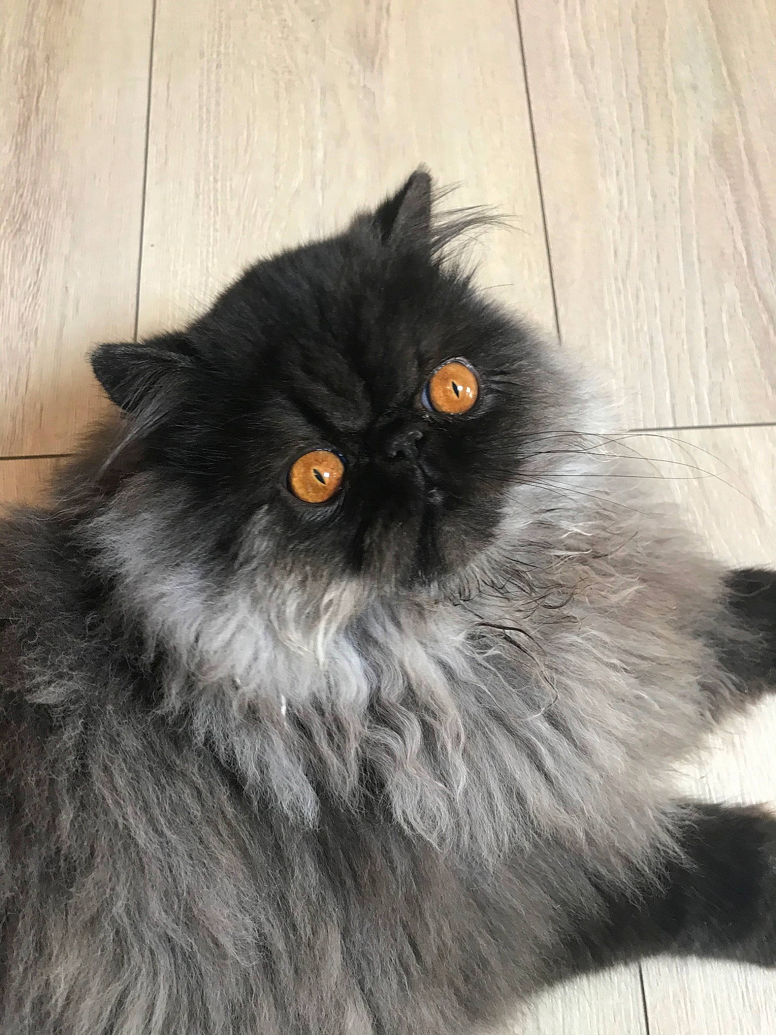 Pacha a rejoint le concours — aidez-le/la à gagner de superbes lots ! asian_semi_longhair, black_cat, british_longhair, british_semi_longhair, carnivore, cat, domestic_long_haired_cat, eye, felidae, fur, himalayan, iris, mammal, norwegian_forest_cat, persian, small_to_medium_sized_cats, snout, tail, vertebrate, whiskers