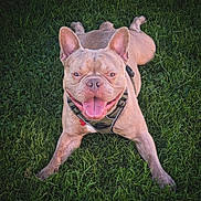 Uaki participe au concours pour gagner de l'argent avec cette photo : animal, boxer, bulldog, canine, dog, frenchbulldog, grass, lawn, pet, pitbull, plant, puppy, whitedog