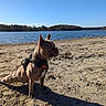 Uaki a rejoint le concours — aidez-le/la à gagner de superbes lots ! animal, beach, bulldog, canine, coast, dog, frenchbulldog, lake, landscape, nature, outdoors, pet, pitbull, scenery, sea, shoreline, soil, summer, water, wood