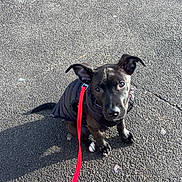 Ace is registered to the contest to win money with this photo: puppy, dog, black_dog, leash, jacket, outdoor, asphalt, sunlight, shadow, pet, animal, small_dog, cute, sitting, looking_up, canine, young_dog, playful, companion, walk