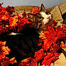 animal, autumn_leaves, background, blanket, cat, closeup, cozy, curious, fall, feline, indoor, orange_leaves, pet, red_leaves, relaxed, resting, soft_light, tabby_cat, warm_colors, yellow_eyes