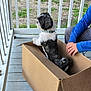dog, cardboard_box, porch, wooden_floor, railing, person, blue_shirt, greenery, trash_bins, outdoor, pet, collar, black_and_white, sitting, human_hand, casual_clothing, daylight, looking_away, curious, domestic_animal