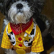 Rocco joined the competition — help win amazing prizes! adorable, animal, bandana, black_and_white, clothing, costume, cowboy, cute, dog, fluffy, furry, hat, indoors, pet, portrait, puppy, sheriff_badge, sitting, small_dog, yellow_shirt