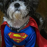 Rocco is registered to the contest to win money with this photo: dog, superman_costume, cape, blue_suit, pet, fluffy, cute, animal, costume, portrait, indoor, fur, black_and_white, sitting, collar, close_up, adorable, pet_clothing, canine, hero