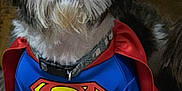 Rocco is registered to the contest to win money with this photo: adorable, animal, black_and_white, blue_suit, canine, cape, close_up, collar, costume, cute, dog, fluffy, fur, hero, indoor, pet, pet_clothing, portrait, sitting, superman_costume