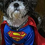 dog, superman_costume, cape, blue_suit, pet, fluffy, cute, animal, costume, portrait, indoor, fur, black_and_white, sitting, collar, close_up, adorable, pet_clothing, canine, hero